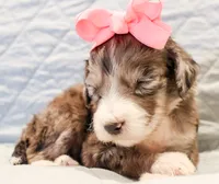 Clara Bow, a female Aussiedoodle for sale in Tulsa, OK – 8 of 10