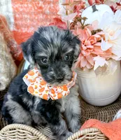 Dexter, a male Aussiedoodle for sale in Tulsa, OK – 5 of 10