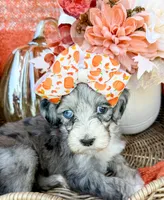 Clara Bow 🎀, a female Aussiedoodle for sale in Tulsa, OK – 8 of 10