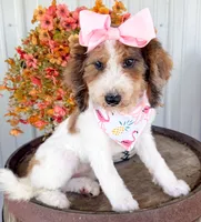 Pebbles , a female Miniature Aussiedoodle for sale in Tulsa, OK – 6 of 9