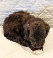 Theo, a male Aussiedoodle for sale in Tulsa, OK – 4 of 9