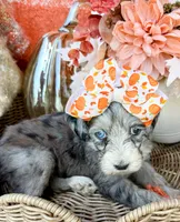 Clara Bow 🎀, a female Aussiedoodle for sale in Tulsa, OK – 9 of 10
