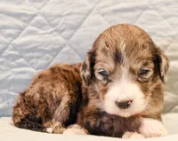 Clara Bow, a female Aussiedoodle for sale in Tulsa, OK – 6 of 10