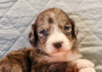 Clara Bow, a female Aussiedoodle for sale in Tulsa, OK – 4 of 10