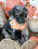 Dexter, a male Aussiedoodle for sale in Tulsa, OK – 4 of 10