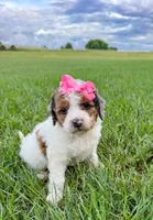 Pebbles , a female Miniature Aussiedoodle for sale in Tulsa, OK – 10 of 10