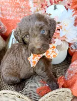 Ziggy, a male Aussiedoodle for sale in Tulsa, OK – 5 of 9