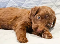 Ziggy, a male Aussiedoodle for sale in Tulsa, OK – 4 of 10