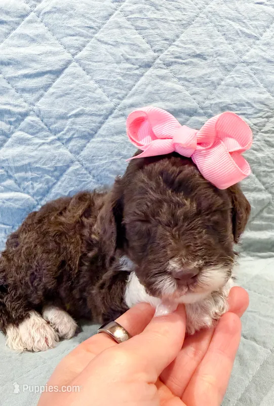 Raven  – Aussiedoodle puppy for sale in Tulsa, OK