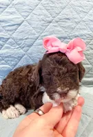 Raven , a female Aussiedoodle for sale in Tulsa, OK – 1 of 9