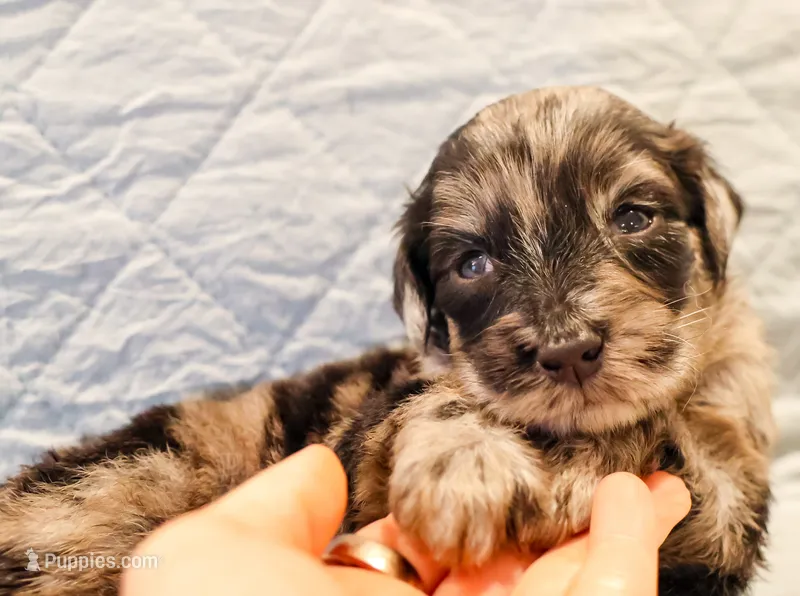 Dexter – Aussiedoodle puppy for sale in Tulsa, OK