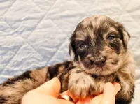 Dexter, a male Aussiedoodle for sale in Tulsa, OK – 1 of 10