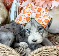 Clara Bow 🎀, a female Aussiedoodle for sale in Tulsa, OK – 5 of 10