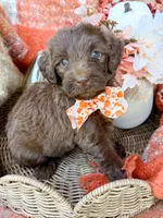 Ziggy, a male Aussiedoodle for sale in Tulsa, OK – 8 of 9