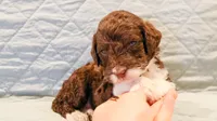 Raven , a female Aussiedoodle for sale in Tulsa, OK – 5 of 9