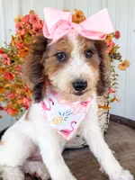 Pebbles , a female Miniature Aussiedoodle for sale in Tulsa, OK – 7 of 9