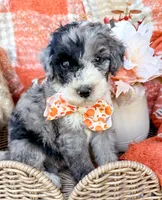 Patch , a male Aussiedoodle for sale in Tulsa, OK – 2 of 10