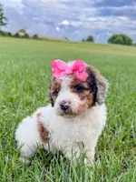 Pebbles , a female Miniature Aussiedoodle for sale in Tulsa, OK – 3 of 10