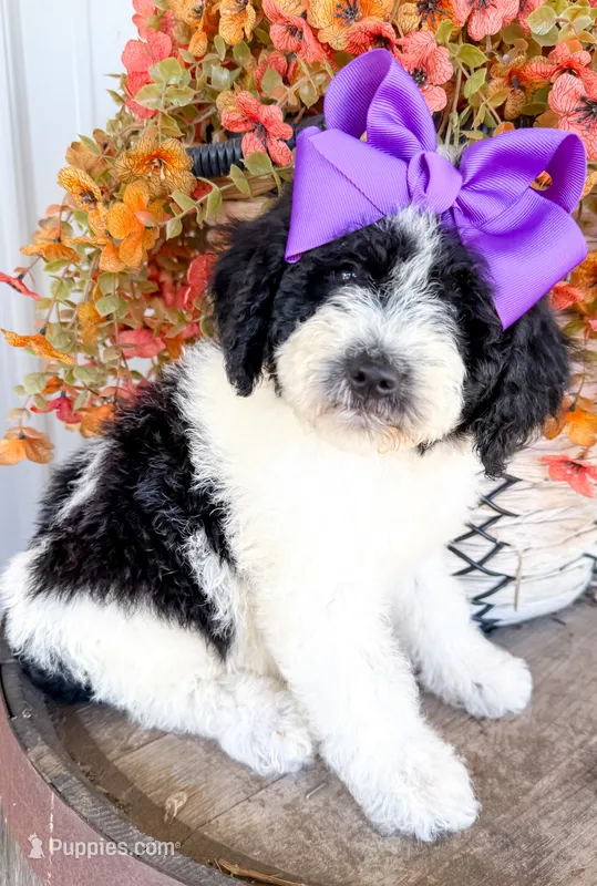 Penelope – Miniature Aussiedoodle puppy for sale in Tulsa, OK