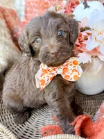 Ziggy, a male Aussiedoodle for sale in Tulsa, OK – 4 of 9