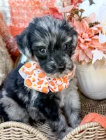 Dexter, a male Aussiedoodle for sale in Tulsa, OK – 6 of 10