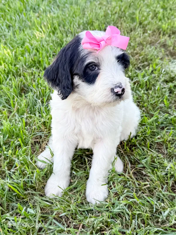 Vera – Miniature Aussiedoodle puppy for sale in Tulsa, OK