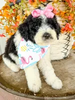Penelope, a female Miniature Aussiedoodle for sale in Tulsa, OK – 5 of 10