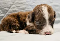 Bentley , a male Aussiedoodle for sale in Tulsa, OK – 2 of 8
