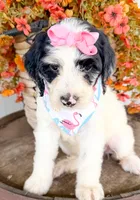 Vera, a female Miniature Aussiedoodle for sale in Tulsa, OK – 6 of 10