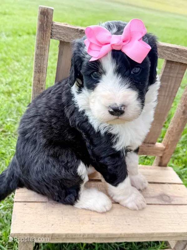 Nova – Bernedoodle puppy for sale in Tulsa, OK