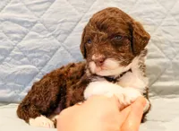 Raven , a female Aussiedoodle for sale in Tulsa, OK – 2 of 9