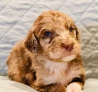 Annie , a female Aussiedoodle for sale in Tulsa, OK – 5 of 9