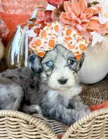 Clara Bow 🎀, a female Aussiedoodle for sale in Tulsa, OK – 6 of 10