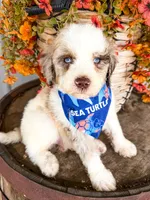Marshall, a male Miniature Aussiedoodle for sale in Tulsa, OK – 2 of 10