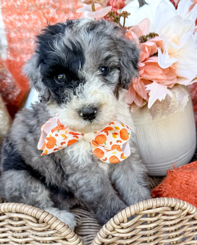 Patch  – Aussiedoodle puppy for sale in Tulsa, OK