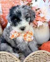 Patch , a male Aussiedoodle for sale in Tulsa, OK – 1 of 10