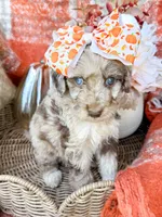 Annie , a female Aussiedoodle for sale in Tulsa, OK – 6 of 8