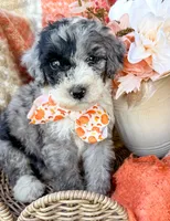 Patch , a male Aussiedoodle for sale in Tulsa, OK – 7 of 10