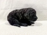 Maya, a female Bernedoodle for sale in Tulsa, OK – Photo 9 of 10