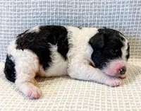 Penelope, a female Miniature Aussiedoodle for sale in Tulsa, OK – Photo 6 of 10