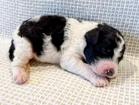 Penelope, a female Miniature Aussiedoodle for sale in Tulsa, OK – Photo 4 of 10