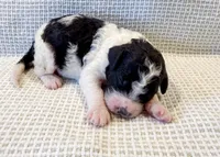 Penelope, a female Miniature Aussiedoodle for sale in Tulsa, OK – Photo 5 of 10