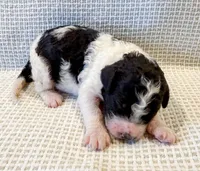 Penelope, a female Miniature Aussiedoodle for sale in Tulsa, OK – Photo 1 of 10