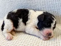 Penelope, a female Miniature Aussiedoodle for sale in Tulsa, OK – Photo 3 of 10