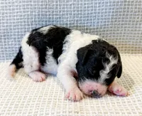 Penelope, a female Miniature Aussiedoodle for sale in Tulsa, OK – Photo 2 of 10