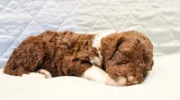 Raven , a female Aussiedoodle for sale in Tulsa, OK – 4 of 9