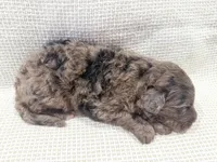 Toby, a male Bernedoodle for sale in Tulsa, OK – Photo 10 of 10