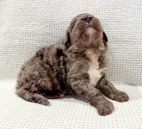 Toby, a male Bernedoodle for sale in Tulsa, OK – Photo 8 of 10