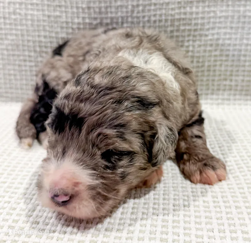 Atlas, a male Bernedoodle for sale in Tulsa, OK – Photo 1 of 10