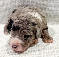 Atlas, a male Bernedoodle for sale in Tulsa, OK – Photo 1 of 10